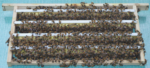 蜜蜂免移虫技术（蜜蜂产浆框）